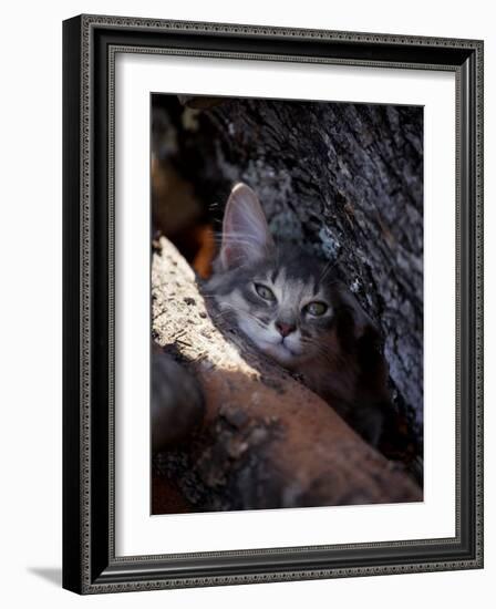 Somali Cat in Tree-Adriano Bacchella-Framed Photographic Print