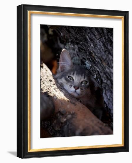 Somali Cat in Tree-Adriano Bacchella-Framed Photographic Print