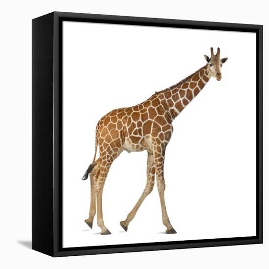 Somali Giraffe, Commonly known as Reticulated Giraffe, Giraffa Camelopardalis Reticulata, 2 and a H-Life on White-Framed Premier Image Canvas