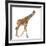 Somali Giraffe, Commonly known as Reticulated Giraffe, Giraffa Camelopardalis Reticulata, 2 and a H-Life on White-Framed Photographic Print