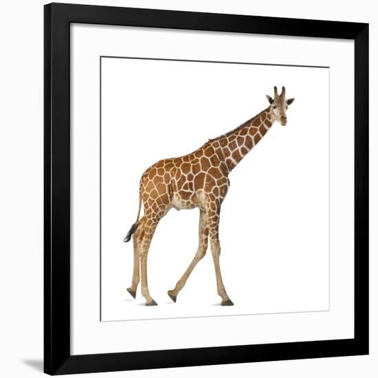 Somali Giraffe, Commonly known as Reticulated Giraffe, Giraffa Camelopardalis Reticulata, 2 and a H-Life on White-Framed Photographic Print