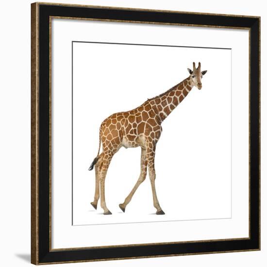 Somali Giraffe, Commonly known as Reticulated Giraffe, Giraffa Camelopardalis Reticulata, 2 and a H-Life on White-Framed Photographic Print