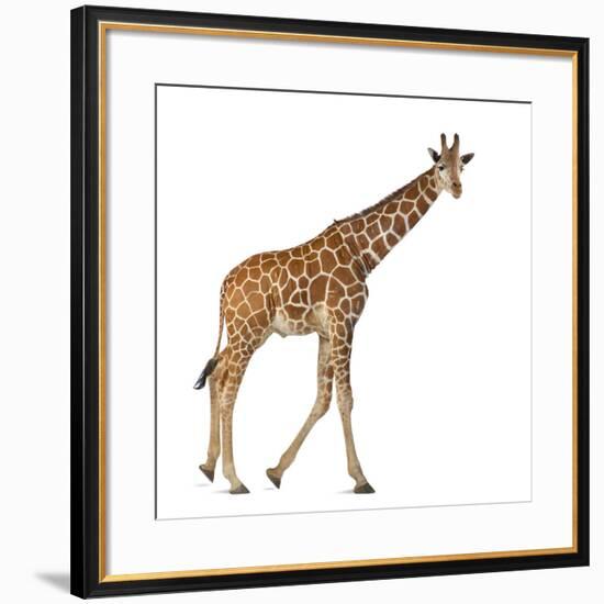 Somali Giraffe, Commonly known as Reticulated Giraffe, Giraffa Camelopardalis Reticulata, 2 and a H-Life on White-Framed Photographic Print