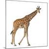 Somali Giraffe, Commonly known as Reticulated Giraffe, Giraffa Camelopardalis Reticulata, 2 and a H-Life on White-Mounted Photographic Print