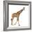 Somali Giraffe, Commonly known as Reticulated Giraffe, Giraffa Camelopardalis Reticulata, 2 and a H-Life on White-Framed Photographic Print