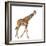 Somali Giraffe, Commonly known as Reticulated Giraffe, Giraffa Camelopardalis Reticulata, 2 and a H-Life on White-Framed Photographic Print