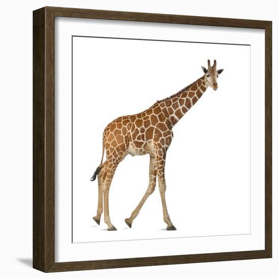 Somali Giraffe, Commonly known as Reticulated Giraffe, Giraffa Camelopardalis Reticulata, 2 and a H-Life on White-Framed Photographic Print