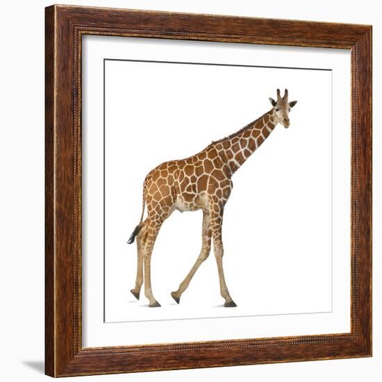 Somali Giraffe, Commonly known as Reticulated Giraffe, Giraffa Camelopardalis Reticulata, 2 and a H-Life on White-Framed Photographic Print