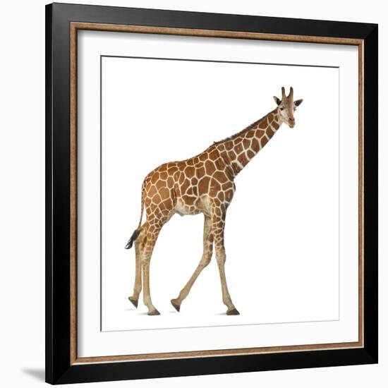 Somali Giraffe, Commonly known as Reticulated Giraffe, Giraffa Camelopardalis Reticulata, 2 and a H-Life on White-Framed Photographic Print