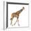 Somali Giraffe, Commonly known as Reticulated Giraffe, Giraffa Camelopardalis Reticulata, 2 and a H-Life on White-Framed Photographic Print