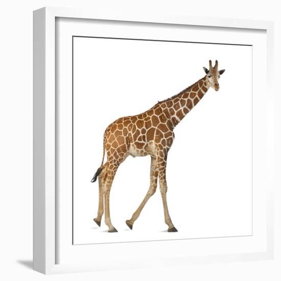 Somali Giraffe, Commonly known as Reticulated Giraffe, Giraffa Camelopardalis Reticulata, 2 and a H-Life on White-Framed Photographic Print