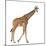 Somali Giraffe, Commonly known as Reticulated Giraffe, Giraffa Camelopardalis Reticulata, 2 and a H-Life on White-Mounted Photographic Print