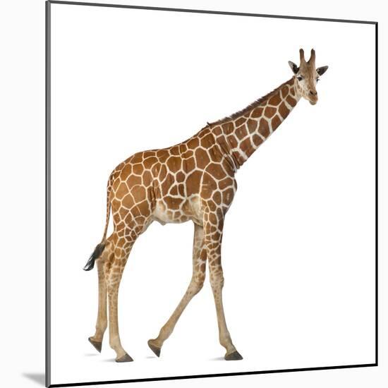 Somali Giraffe, Commonly known as Reticulated Giraffe, Giraffa Camelopardalis Reticulata, 2 and a H-Life on White-Mounted Photographic Print