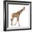 Somali Giraffe, Commonly known as Reticulated Giraffe, Giraffa Camelopardalis Reticulata, 2 and a H-Life on White-Framed Photographic Print