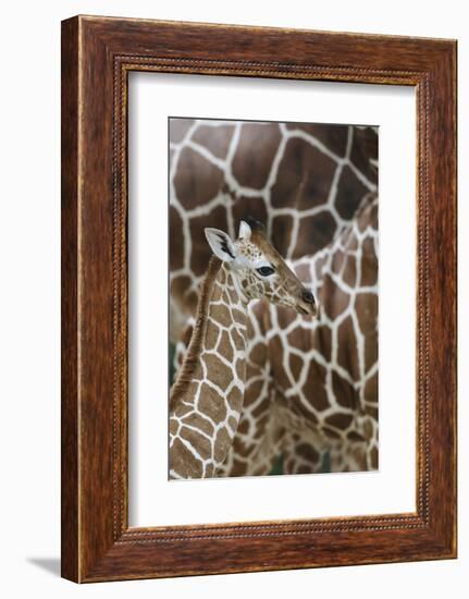 Somali Giraffe, Giraffa Camelopardalis Reticulata, Young Animal in the Herd, Close-Up-Andreas Keil-Framed Photographic Print