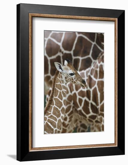 Somali Giraffe, Giraffa Camelopardalis Reticulata, Young Animal in the Herd, Close-Up-Andreas Keil-Framed Photographic Print