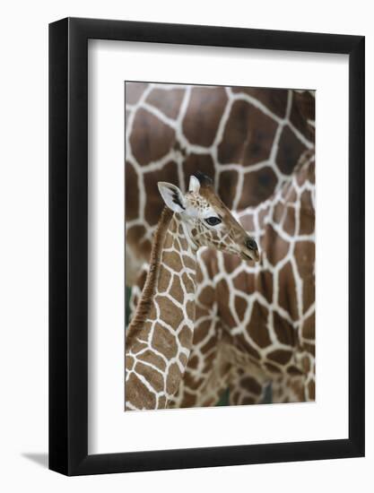 Somali Giraffe, Giraffa Camelopardalis Reticulata, Young Animal in the Herd, Close-Up-Andreas Keil-Framed Photographic Print