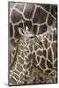 Somali Giraffe, Giraffa Camelopardalis Reticulata, Young Animal in the Herd, Close-Up-Andreas Keil-Mounted Photographic Print