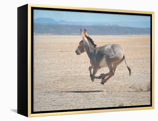 Somali Wild Ass Running Across Parched Soil in Danakil Depression, Near Sardo Village-Carlo Bavagnoli-Framed Premier Image Canvas