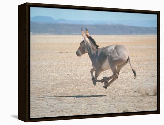 Somali Wild Ass Running Across Parched Soil in Danakil Depression, Near Sardo Village-Carlo Bavagnoli-Framed Premier Image Canvas