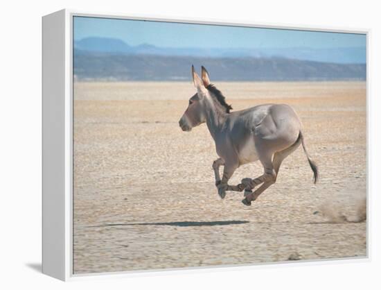 Somali Wild Ass Running Across Parched Soil in Danakil Depression, Near Sardo Village-Carlo Bavagnoli-Framed Premier Image Canvas