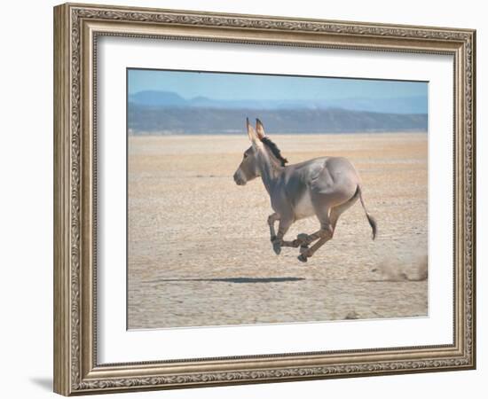 Somali Wild Ass Running Across Parched Soil in Danakil Depression, Near Sardo Village-Carlo Bavagnoli-Framed Photographic Print