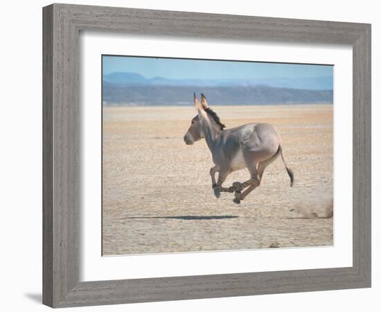 Somali Wild Ass Running Across Parched Soil in Danakil Depression, Near Sardo Village-Carlo Bavagnoli-Framed Photographic Print