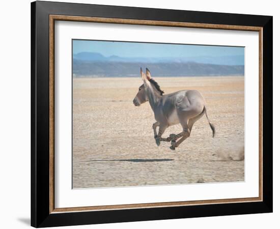 Somali Wild Ass Running Across Parched Soil in Danakil Depression, Near Sardo Village-Carlo Bavagnoli-Framed Photographic Print