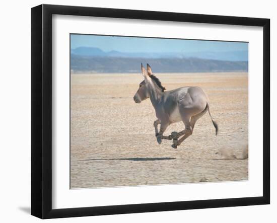 Somali Wild Ass Running Across Parched Soil in Danakil Depression, Near Sardo Village-Carlo Bavagnoli-Framed Photographic Print