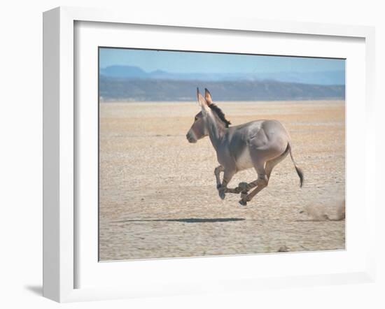 Somali Wild Ass Running Across Parched Soil in Danakil Depression, Near Sardo Village-Carlo Bavagnoli-Framed Photographic Print