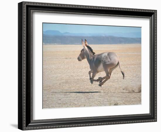 Somali Wild Ass Running Across Parched Soil in Danakil Depression, Near Sardo Village-Carlo Bavagnoli-Framed Photographic Print