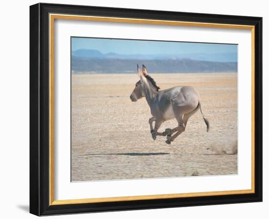 Somali Wild Ass Running Across Parched Soil in Danakil Depression, Near Sardo Village-Carlo Bavagnoli-Framed Photographic Print