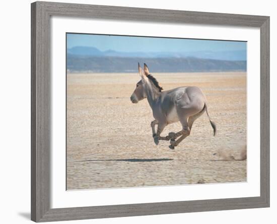 Somali Wild Ass Running Across Parched Soil in Danakil Depression, Near Sardo Village-Carlo Bavagnoli-Framed Photographic Print