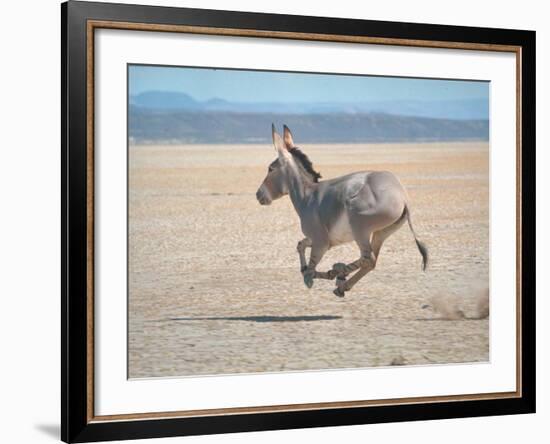 Somali Wild Ass Running Across Parched Soil in Danakil Depression, Near Sardo Village-Carlo Bavagnoli-Framed Photographic Print