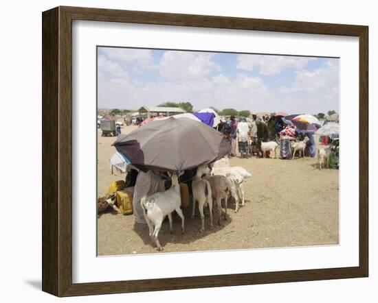 Somaliland Women with Their Goats Protect Themselves from Hot Sun with Umbrellas-Sayyid Azim-Framed Photographic Print