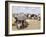 Somaliland Women with Their Goats Protect Themselves from Hot Sun with Umbrellas-Sayyid Azim-Framed Photographic Print