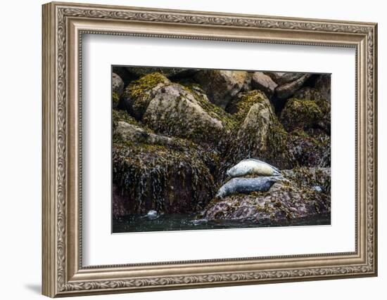 Some Harbor Seals Resting on the Rocks of Resurrection Bay-Sheila Haddad-Framed Photographic Print