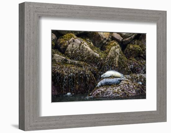 Some Harbor Seals Resting on the Rocks of Resurrection Bay-Sheila Haddad-Framed Photographic Print