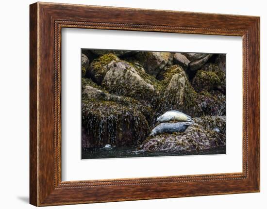 Some Harbor Seals Resting on the Rocks of Resurrection Bay-Sheila Haddad-Framed Photographic Print