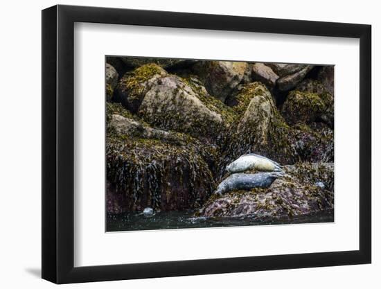 Some Harbor Seals Resting on the Rocks of Resurrection Bay-Sheila Haddad-Framed Photographic Print