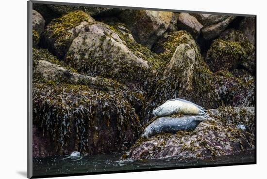 Some Harbor Seals Resting on the Rocks of Resurrection Bay-Sheila Haddad-Mounted Photographic Print