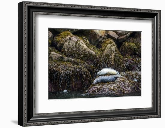 Some Harbor Seals Resting on the Rocks of Resurrection Bay-Sheila Haddad-Framed Photographic Print