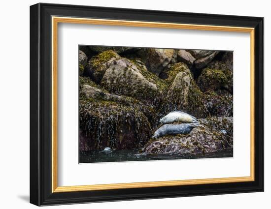 Some Harbor Seals Resting on the Rocks of Resurrection Bay-Sheila Haddad-Framed Photographic Print