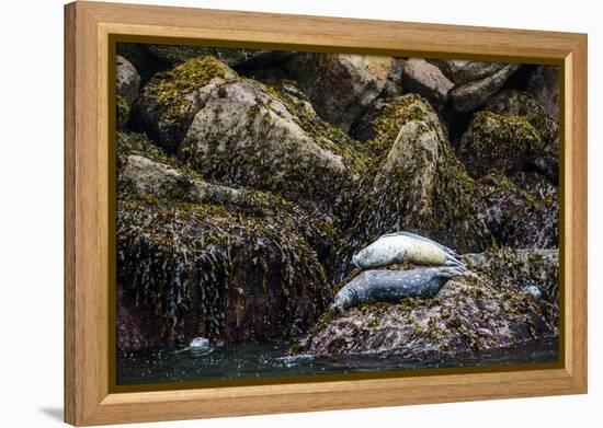 Some Harbor Seals Resting on the Rocks of Resurrection Bay-Sheila Haddad-Framed Premier Image Canvas