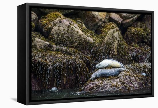 Some Harbor Seals Resting on the Rocks of Resurrection Bay-Sheila Haddad-Framed Premier Image Canvas