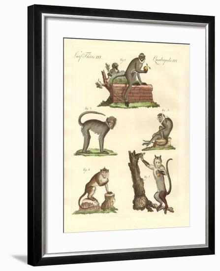 Some Kinds of Monkeys-null-Framed Giclee Print