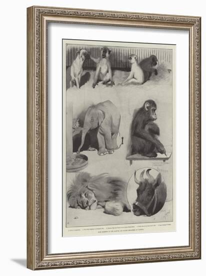Some Members of the Barnum and Bailey Menagerie at Olympia-Cecil Aldin-Framed Giclee Print