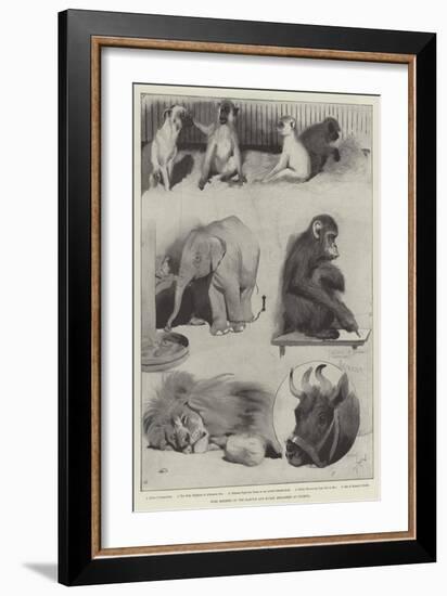 Some Members of the Barnum and Bailey Menagerie at Olympia-Cecil Aldin-Framed Giclee Print