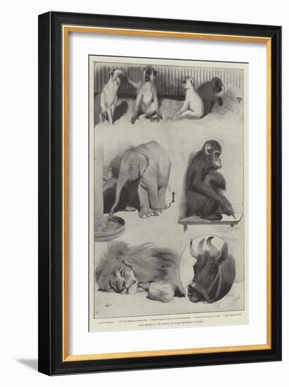 Some Members of the Barnum and Bailey Menagerie at Olympia-Cecil Aldin-Framed Giclee Print