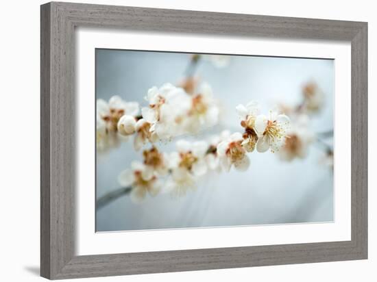 Some of the Early Fruit and Cherry Blossoms Blooming in Washington Dc-David Coleman-Framed Photographic Print